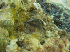 Dendrodoris grandiflora