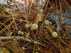 Mycena clavicularis