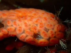 Metandrocarpa dura
