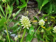 Alternanthera flavescens