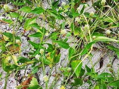 Alternanthera flavescens