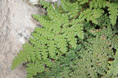 Myriopteris intertexta