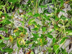Alternanthera flavescens