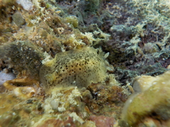 Dendrodoris grandiflora