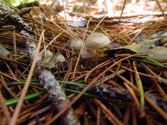 Mycena clavicularis