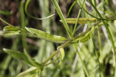 Myosotis semiamplexicaulis