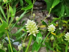 Alternanthera flavescens
