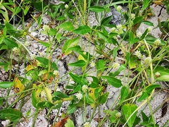 Alternanthera flavescens