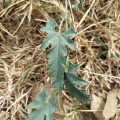 Convolvulus equitans