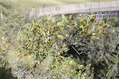 Searsia divaricata