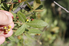 Searsia divaricata