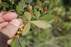 Searsia divaricata