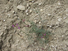Astragalus haesitabundus