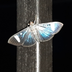 Erilusa leucoplagalis