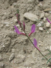 Astragalus haesitabundus