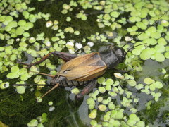 Gryllus fulvipennis