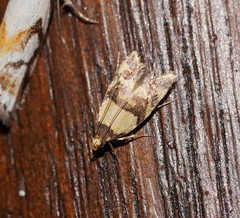 Callithauma callianthes