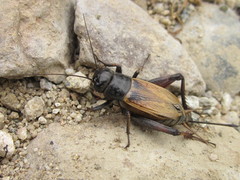 Gryllus fulvipennis