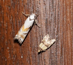 Cosmaresta anarrecta