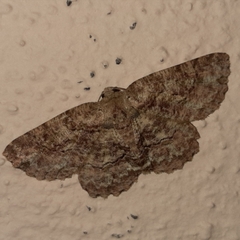 Bryoptera subbrunnea