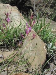Astragalus haesitabundus