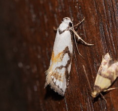 Cosmaresta anarrecta