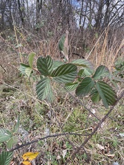 Rubus pascuus