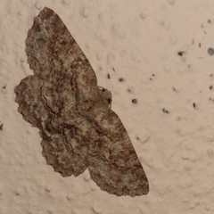 Bryoptera subbrunnea