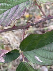 Rubus pascuus