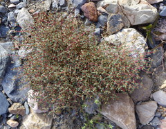 Euphorbia parishii