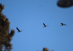 Branta canadensis