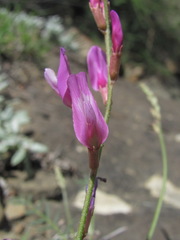 Astragalus haesitabundus