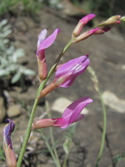 Astragalus haesitabundus