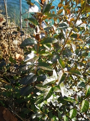 Ligustrum vulgare