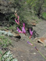 Astragalus haesitabundus