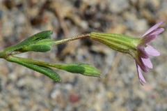 Silene microsperma