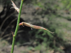 Astragalus haesitabundus