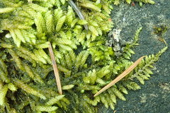 Scleropodium obtusifolium