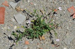 Silene microsperma