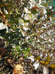 Ligustrum vulgare