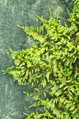 Scleropodium obtusifolium