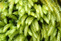 Scleropodium obtusifolium