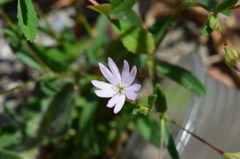 Silene microsperma