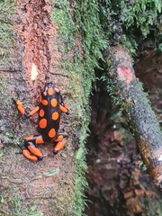 Oophaga solanensis