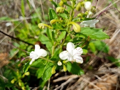 Clerodendrum ternatum