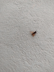 Hoplitimyia mutabilis