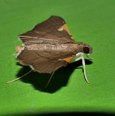 Omiodes dispilotalis