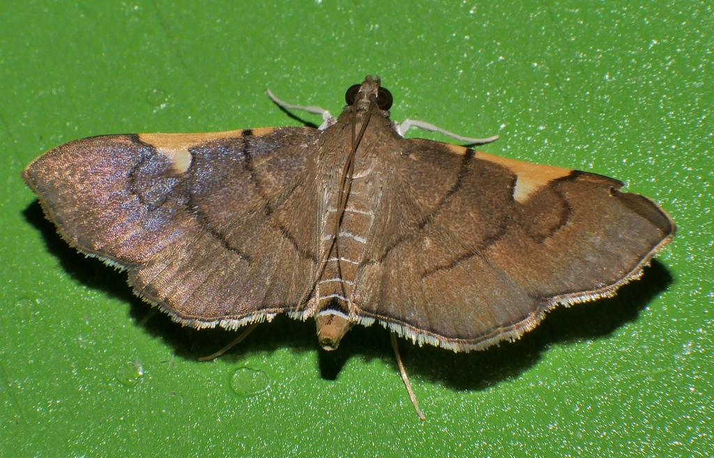 Omiodes dispilotalis