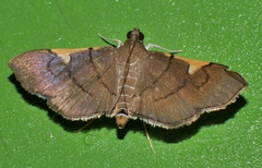 Omiodes dispilotalis