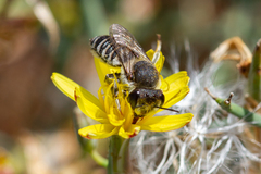 Megachile canariensis